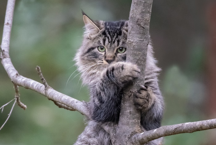 A tabby cat climbs a tree