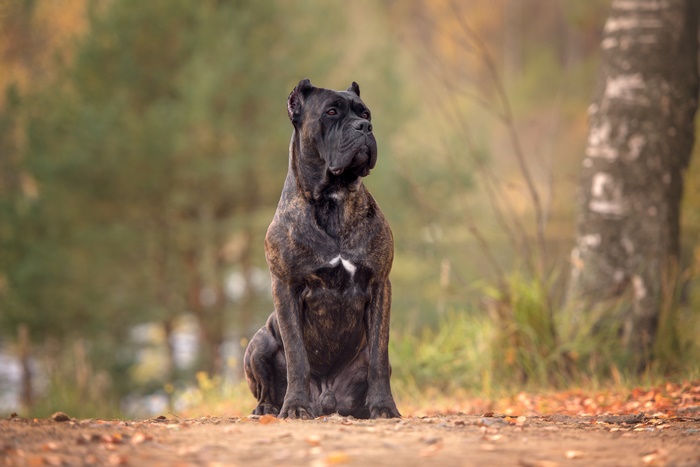 Cane Corso Sitting Outdoors in Autumn
