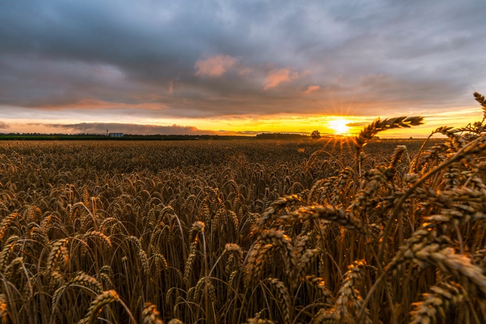 Wheat field at sunset