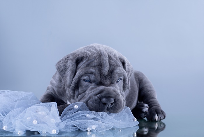Blue Cane Corso Puppy with Pearls