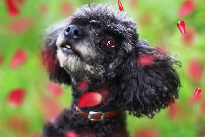 Black Poodle with red petals falling