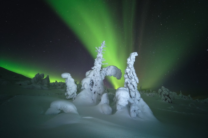 Aurora Borealis over snow-covered trees at night