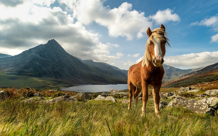Brown horse standing in a grassy field with mountains and lake