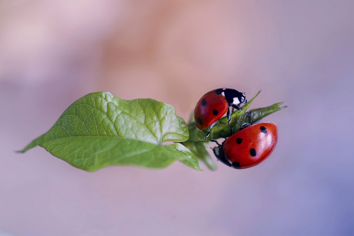 Two ladybugs on a green leaf