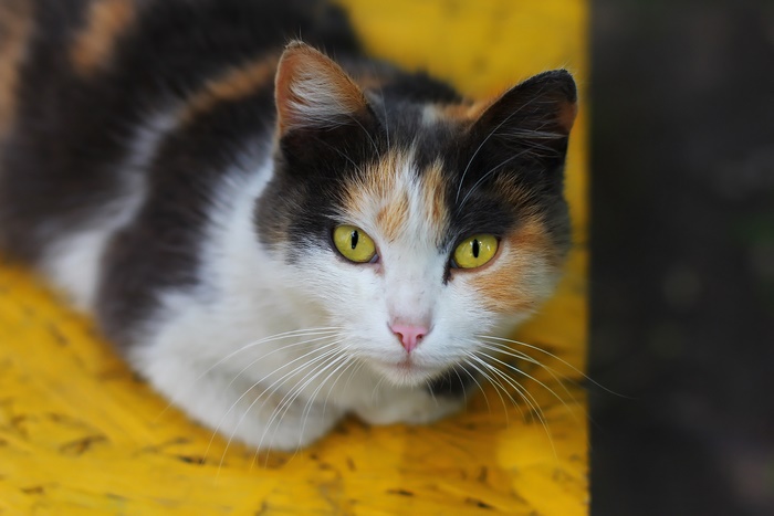 Calico Cat with Yellow Eyes on Yellow Surface