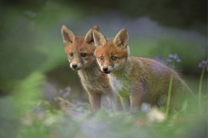 Two baby foxes in a forest