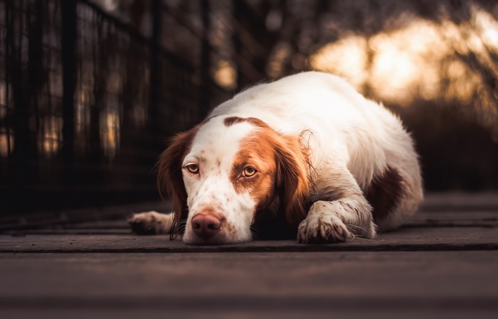 White and brown dog lying on wooden planks