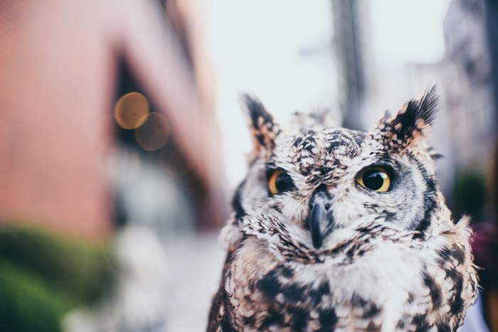Close-up of a Great Horned Owl