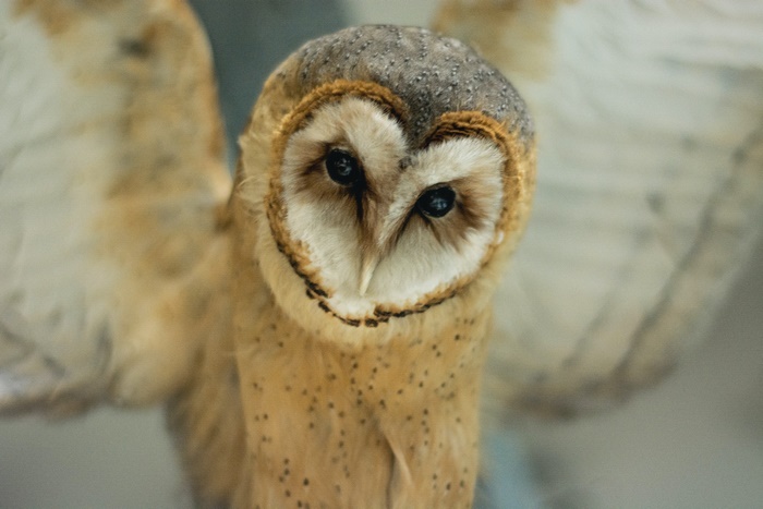 Barn Owl close-up