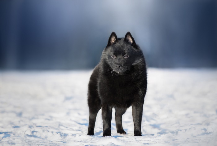 Black Schipperke Dog Standing in Snow