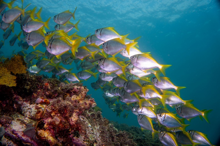 School of yellow-finned fish swimming near coral reef