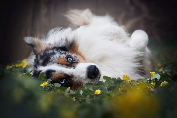 Australian Shepherd dog lying in flowers