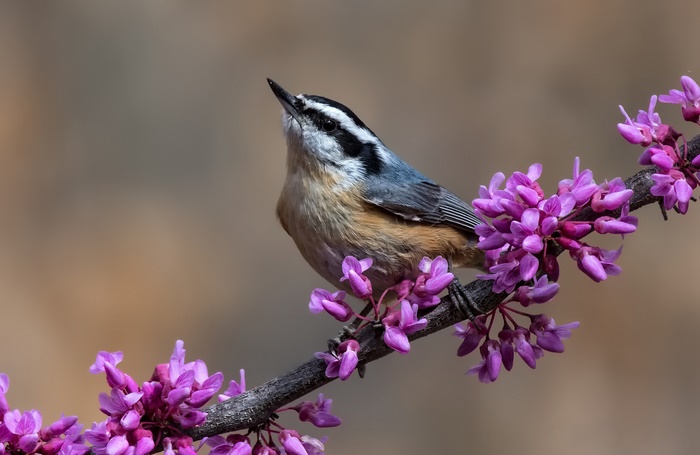 Red-breasted Nuthatch on a branch with purple flowers