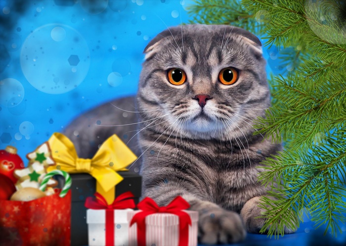 Scottish Fold cat with Christmas gifts