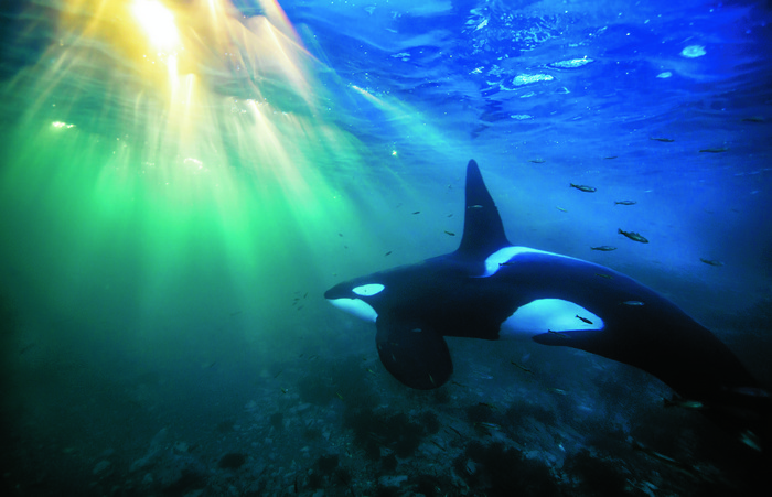 Orca swimming underwater with sun rays