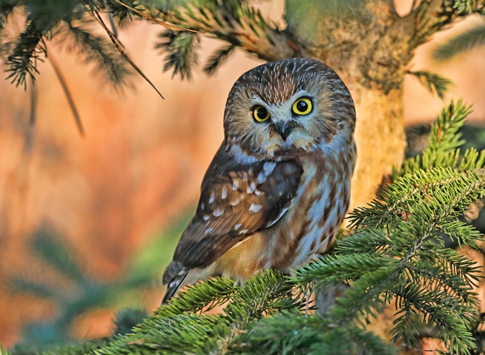 Northern Saw-whet Owl perched on a pine branch