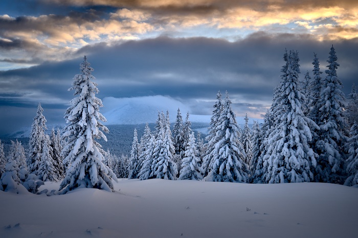 Snow-covered pine trees in a winter landscape at sunset