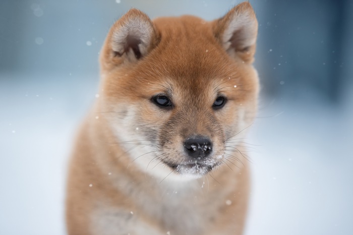 Shiba Inu puppy in the snow