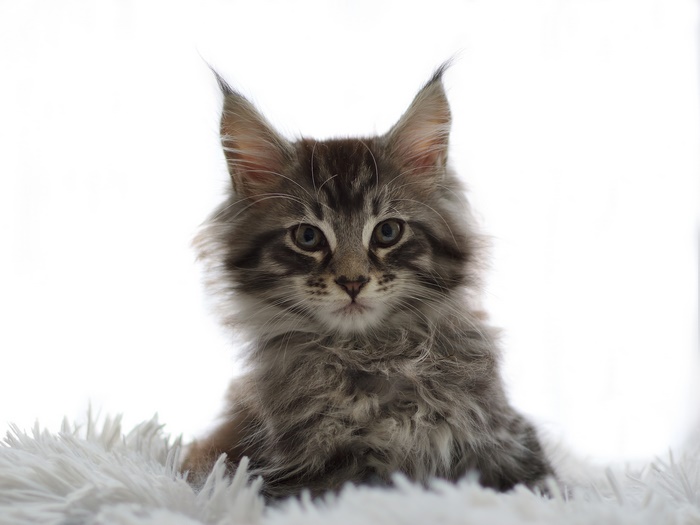 Maine Coon Kitten on White Fur