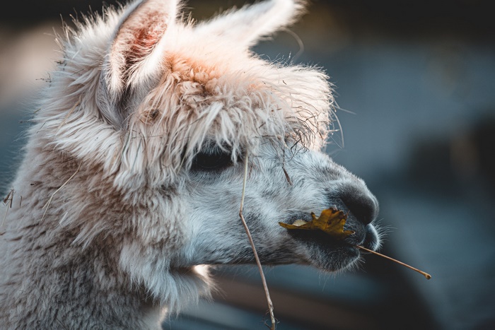 Close-up of a fluffy llama with a leaf in its mouth