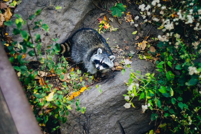 Raccoon in a forest setting