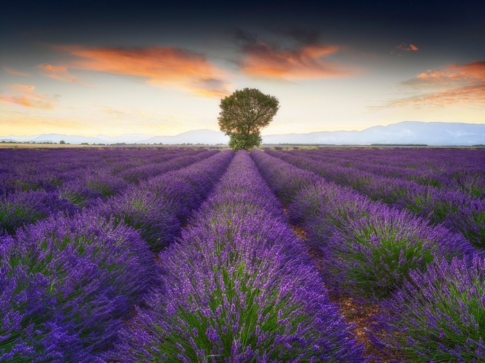 Lavender field with a lone tree at sunset