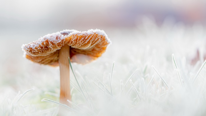 Mushroom with frost in macro photography