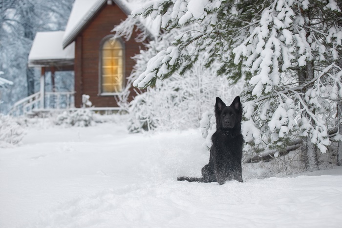 Black German Shepherd sitting in snow near a wooden house