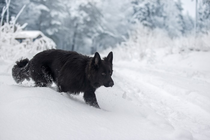 Black German Shepherd dog in the snow