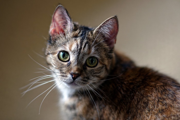 Close-up of a tabby cat with green eyes