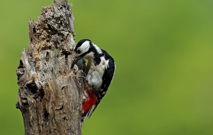 Great Spotted Woodpecker on a dead tree trunk