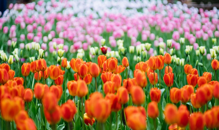 Field of Orange, Pink, and White Tulips