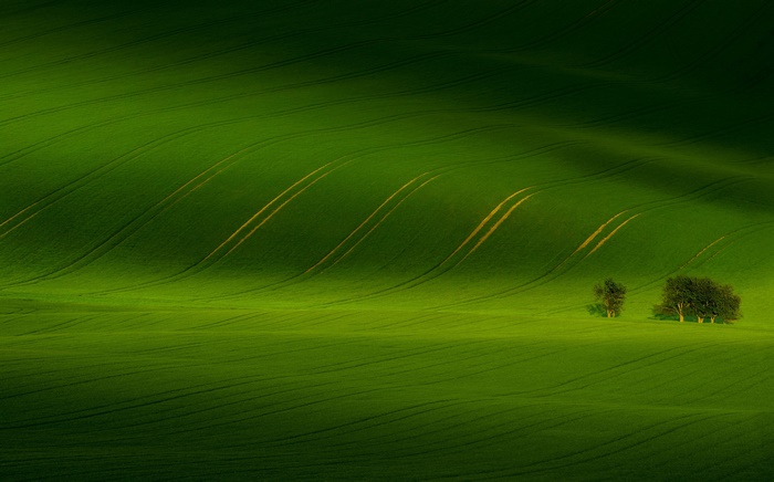 Green rolling hills with trees