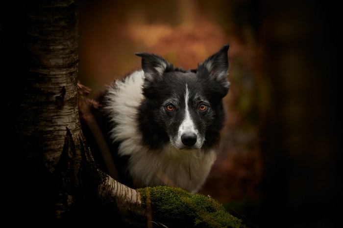 Border Collie dog in forest