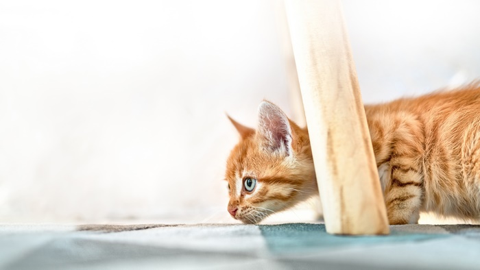 Orange Tabby Kitten Peeking Behind Wooden Post