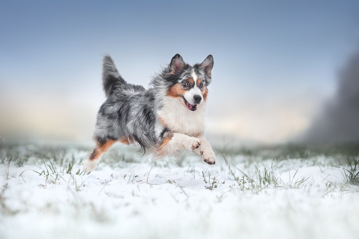 Australian Shepherd Playing in Snow