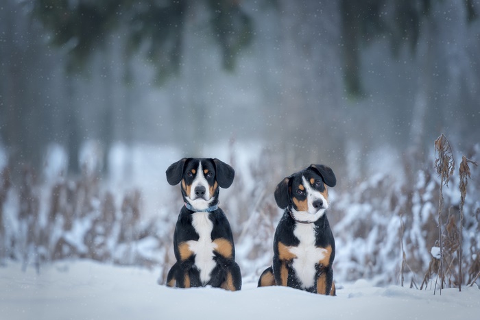 Two Greater Swiss Mountain Dog puppies in the snow
