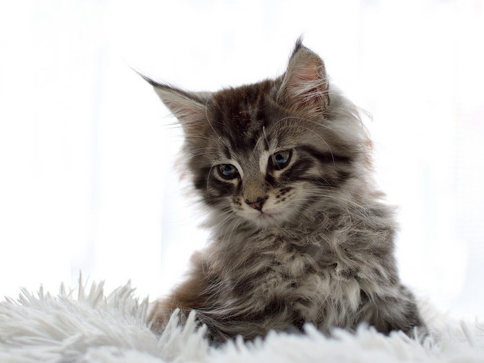 Maine Coon Kitten on White Fluffy Surface
