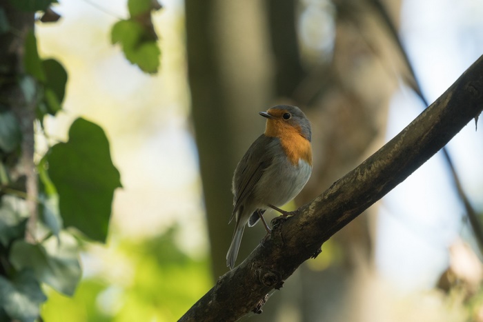 Robin bird perched on a branch