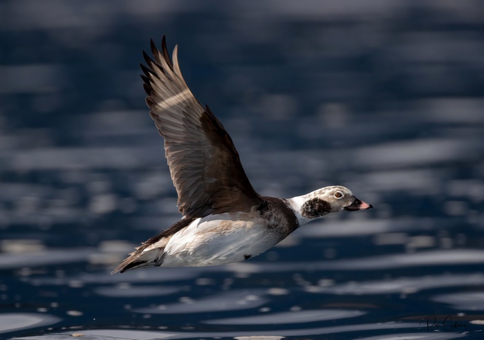 Long-tailed duck in flight over water