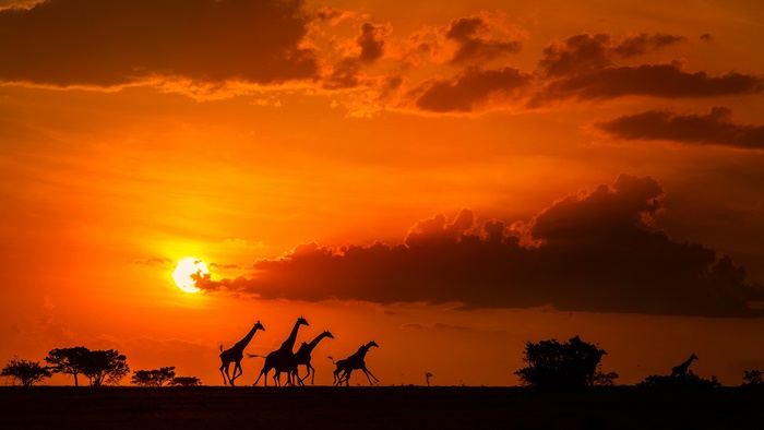 Giraffes silhouetted against an African sunset