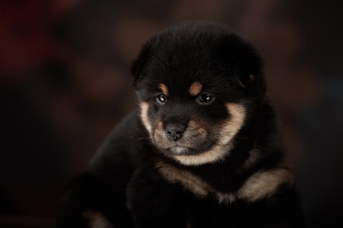 Black and tan puppy with brown background