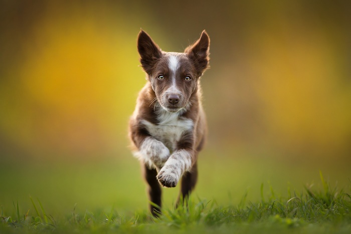 Brown and white puppy running in grass