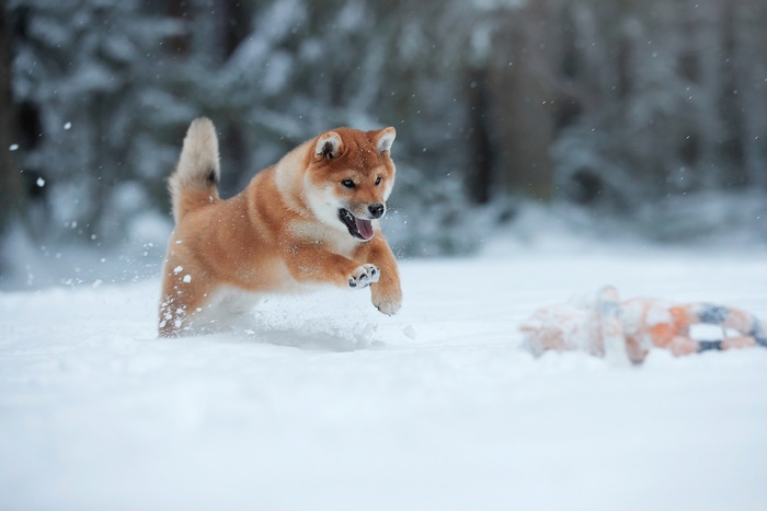 Shiba Inu dog running in the snow