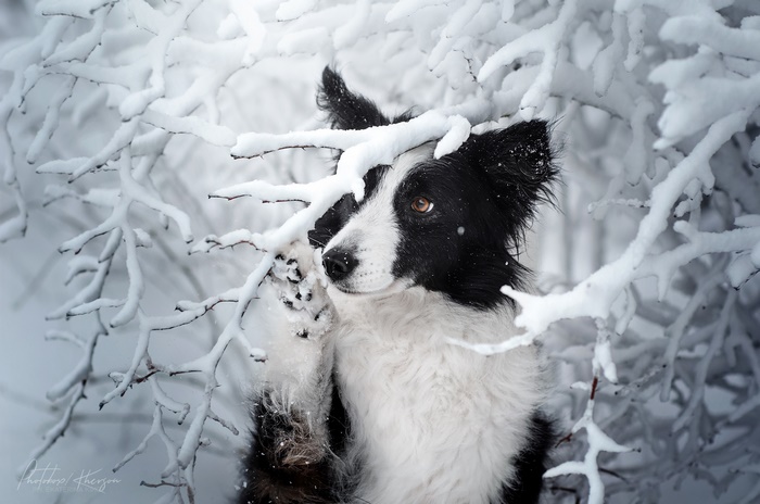 Border Collie dog in a snowy forest