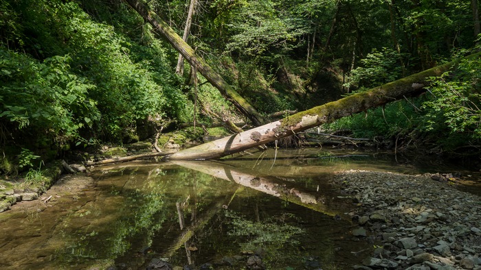 Fallen trees over a creek in a forest