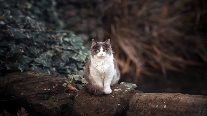 Gray and white cat sitting on rocks
