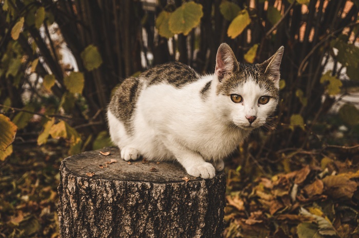 A tabby and white cat sits on a tree stump