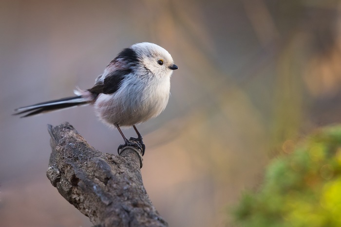 Long-tailed tit perched on a branch
