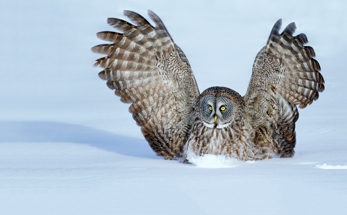 Great Grey Owl with Wings Spread in Snow